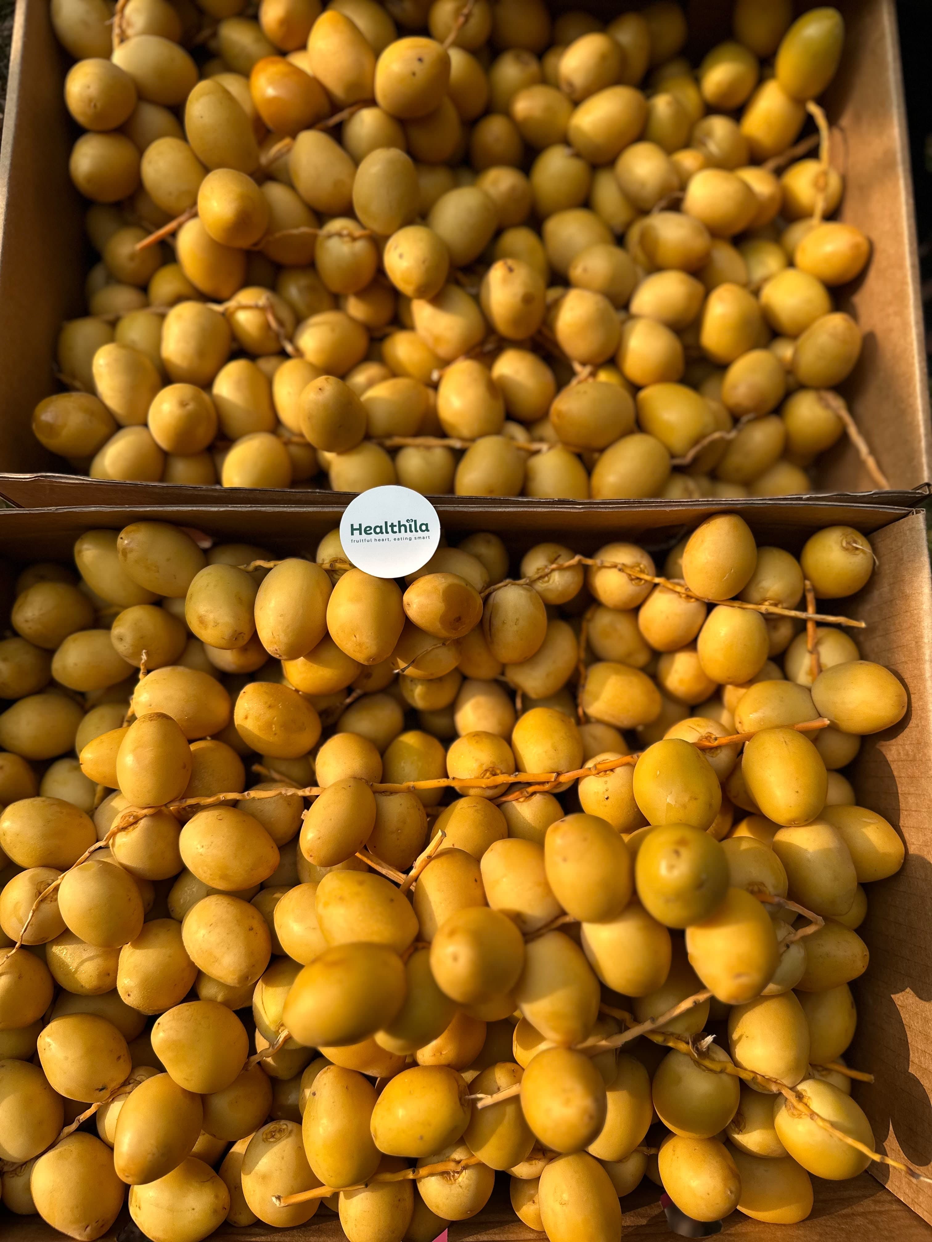 Kurma Muda Los Mesir - Pico