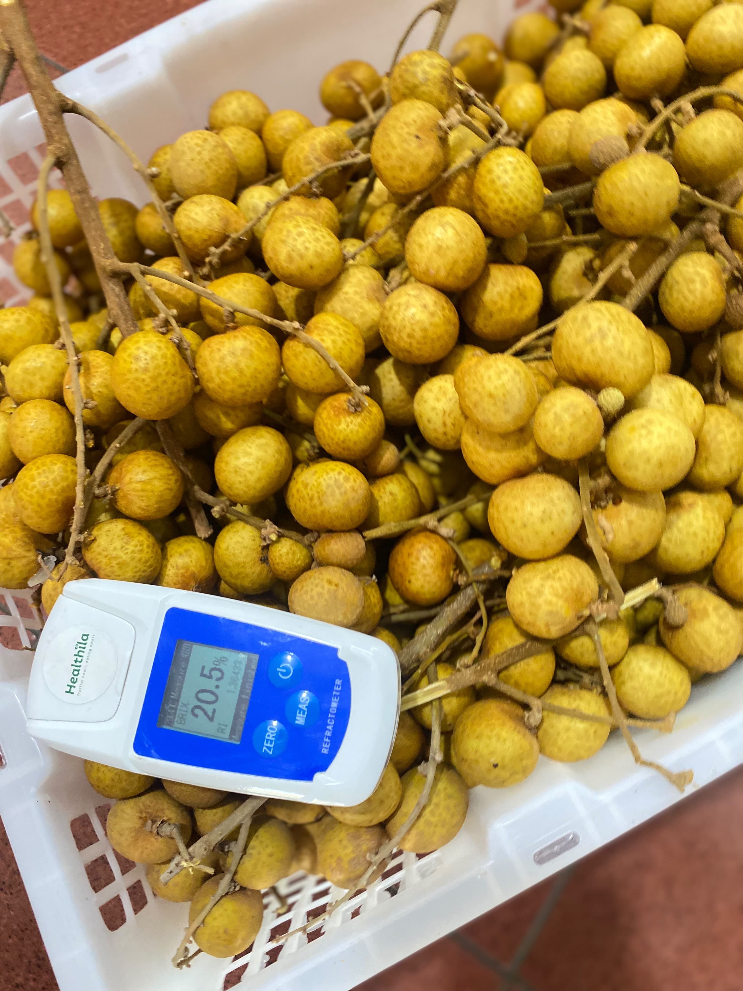 Kelengkeng Bangkok Gold - MD