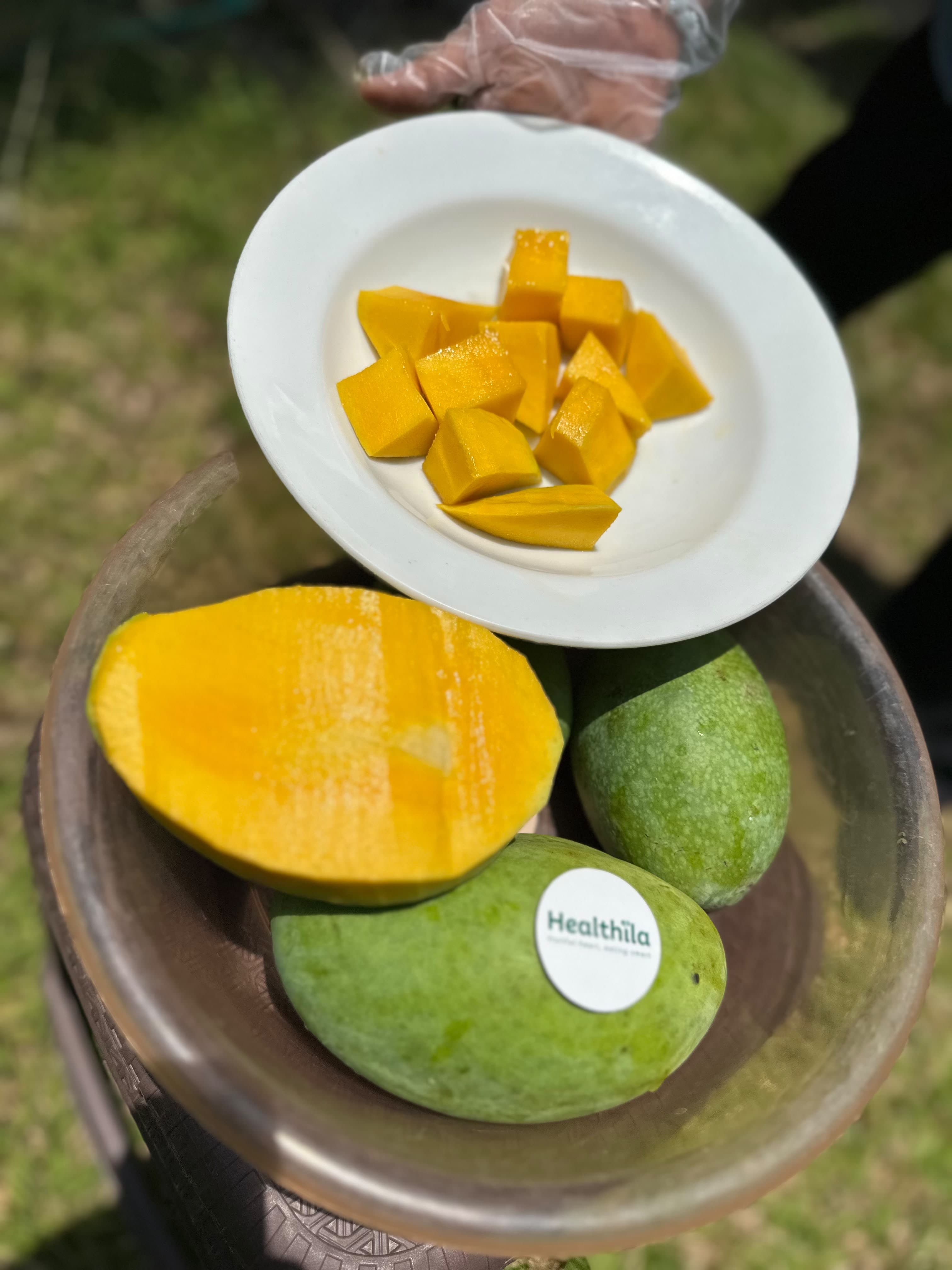 Mangga Manalagi Situbondo