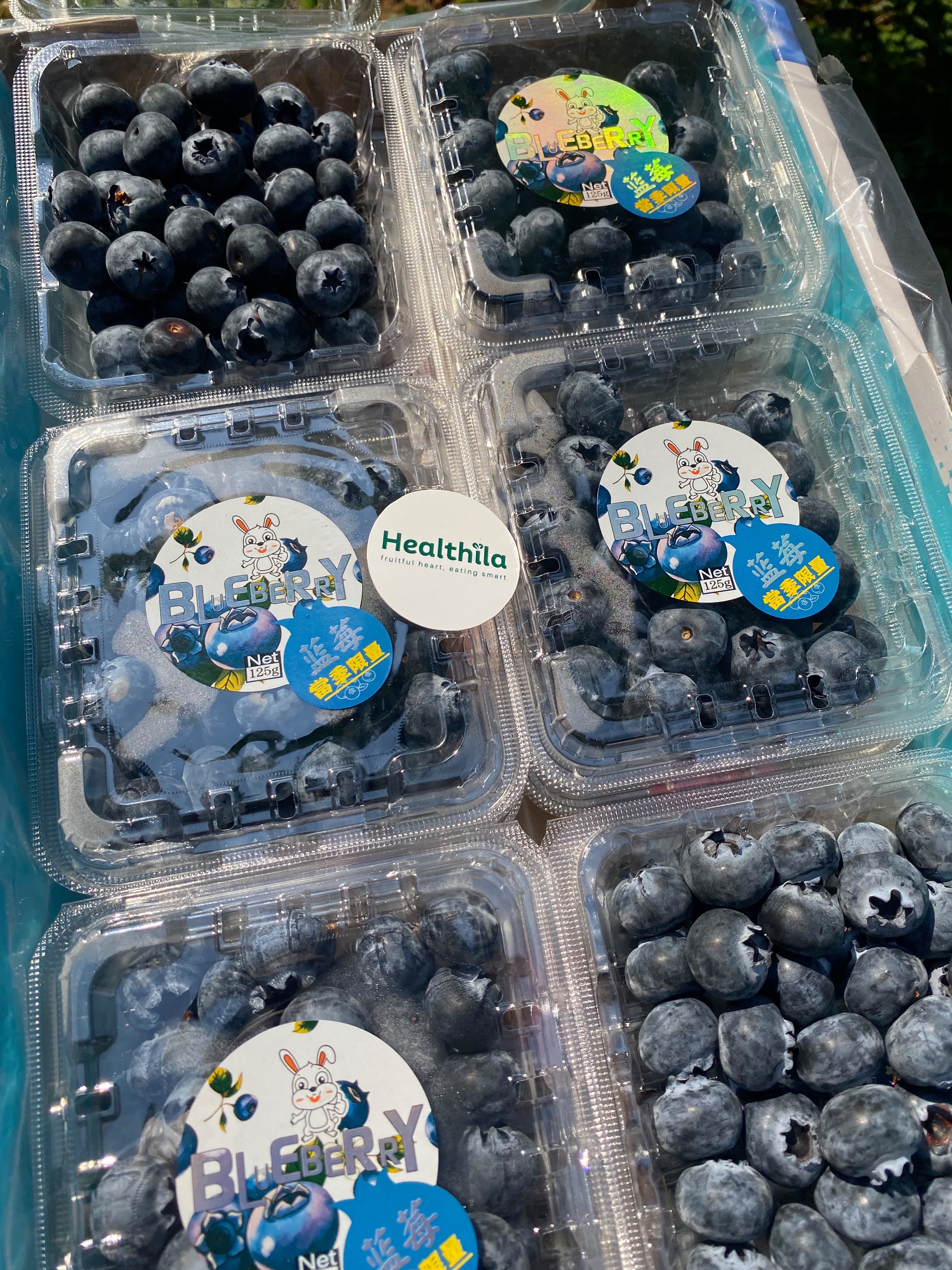 Blueberry Pack Large 125gr - Wonder Fruits