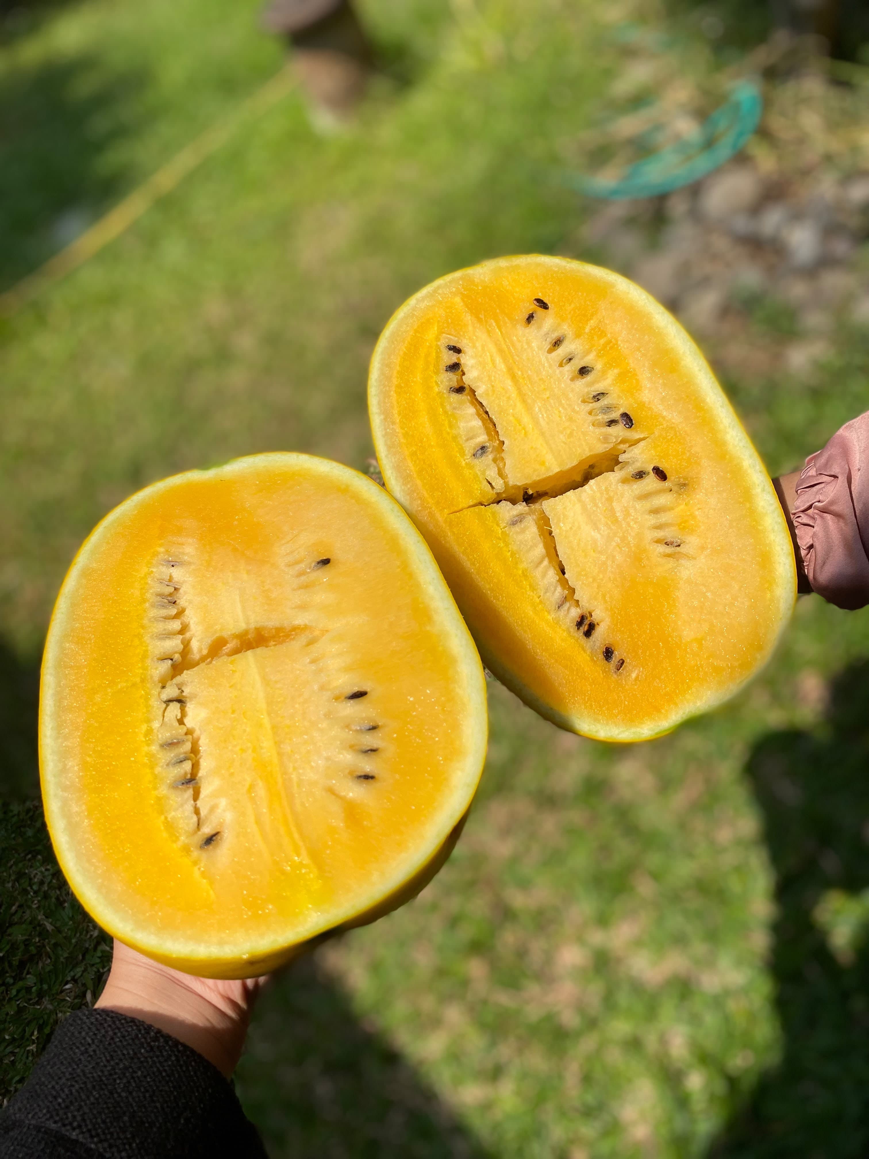 Semangka Kuning