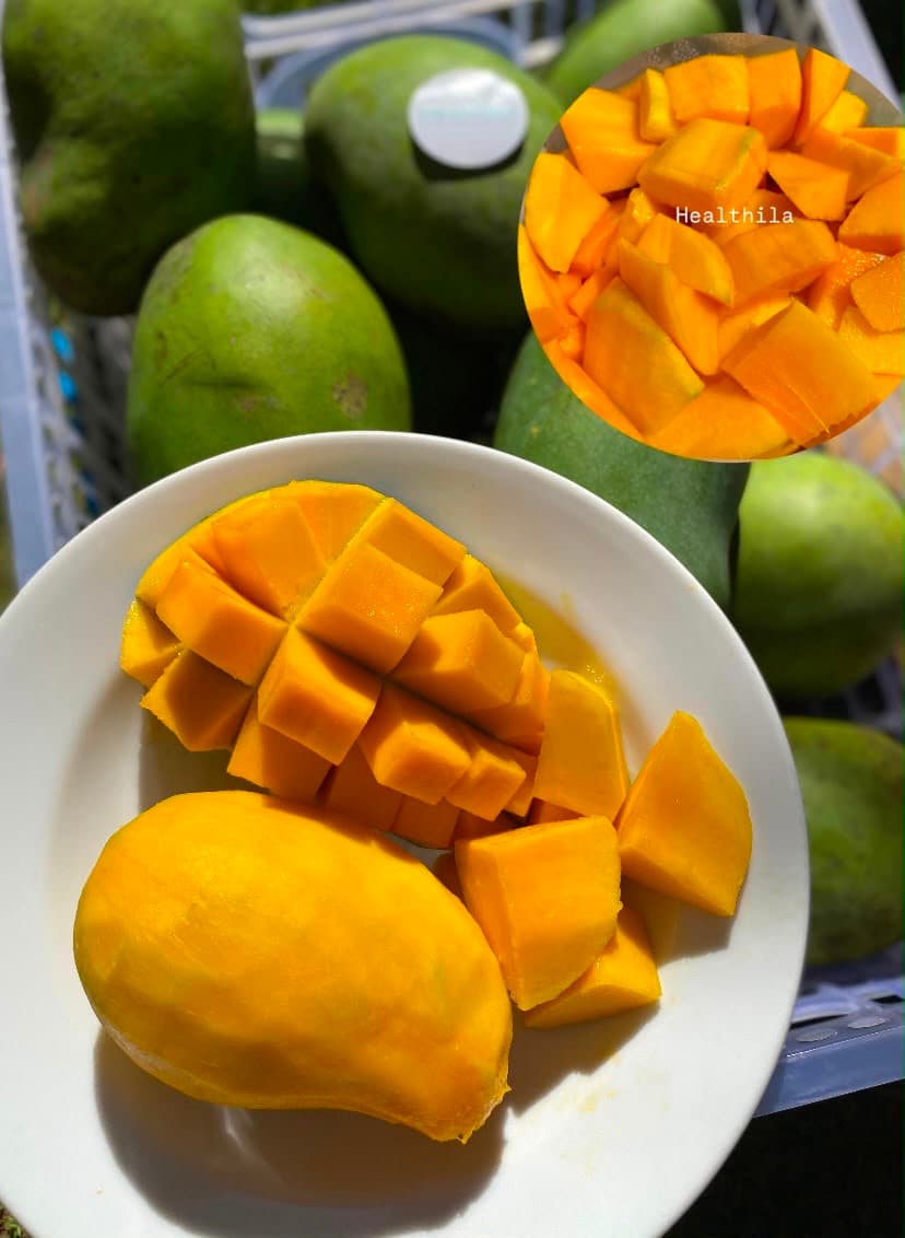 Mangga Gadung Klonal Masak Pohon